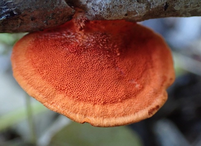 Northern Cinnabar Polypore (Trametes cinnabarina)