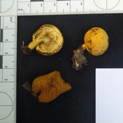 undefined (Pleuroflammula sp. 'tuberculosa-01')