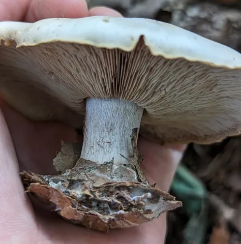 Blewit (Collybia nuda)