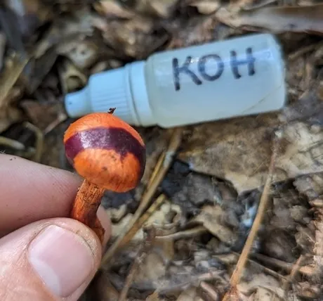 Hesler's Webcap (Cortinarius hesleri)