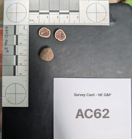 undefined (Elaphomyces sp.)