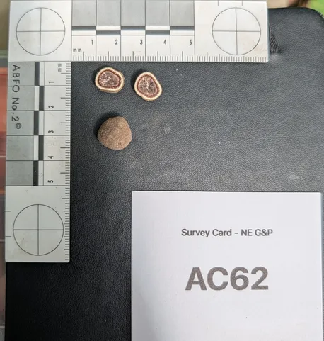 undefined (Elaphomyces spp.)