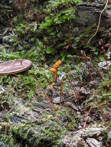 Cheeto Cordyceps (Ophiocordyceps variabilis)