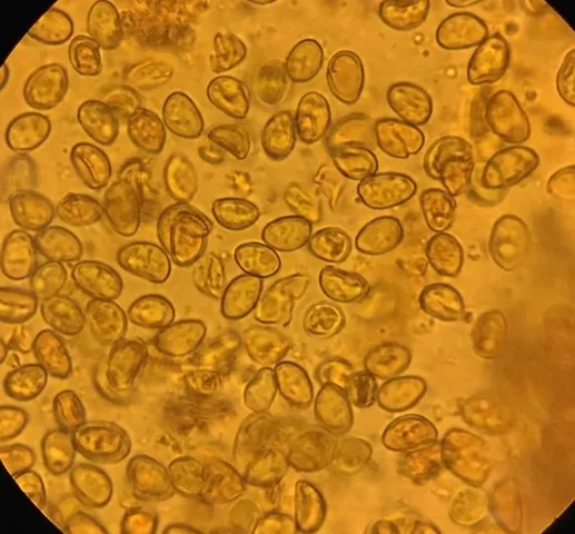 undefined (Pleuroflammula sp. 'tuberculosa-01')