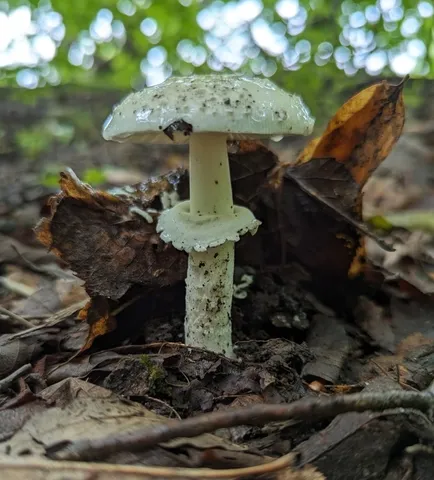 Amanita multisquamosa