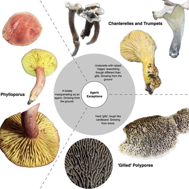 Agaric exceptions key