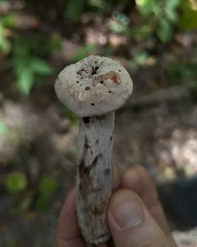 Purple-and-white Deceiver (Laccaria ochropurpurea)