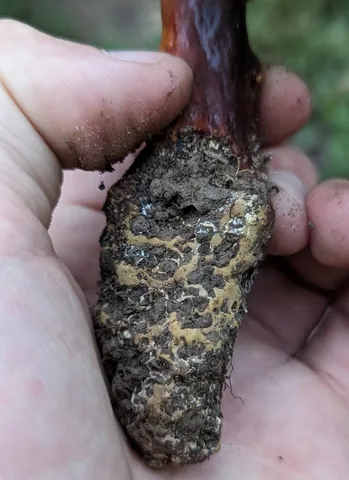 Golden Reishi (Ganoderma curtisii)