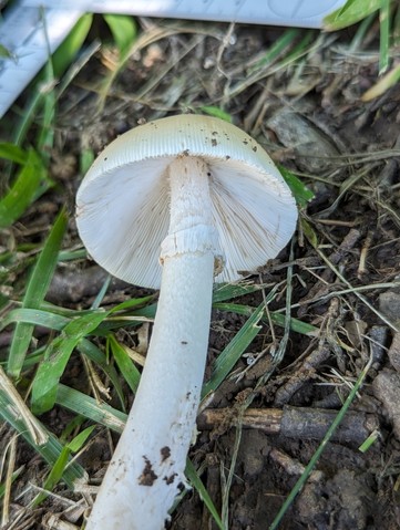 Murrill's Slender Caesar (Amanita murrilliana)