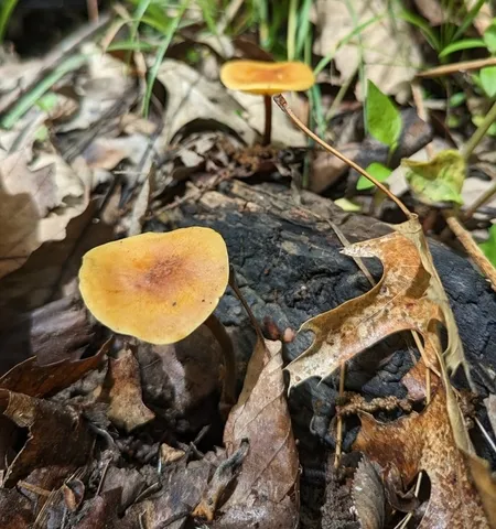 Orange Faint Foot Mushroom (Heimiomyces tenuipes)