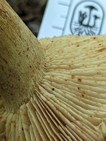 White-Banded Bitter Knight (Tricholoma amarissimum)