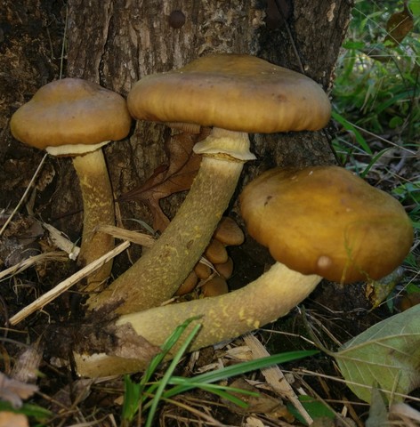 Yellow Honey Mushroom (Armillaria mellea)