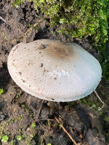 Slinder-Stemmed Agaricus (Agaricus leptocaulis)