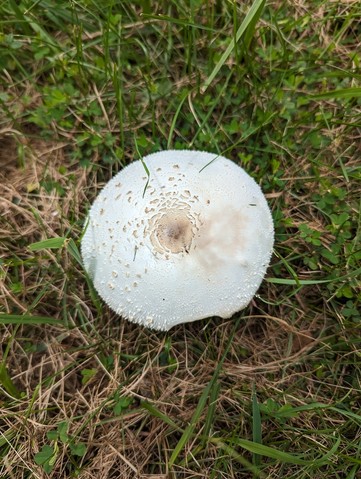 Green-spored Parasol (Chlorophyllum molybdites)