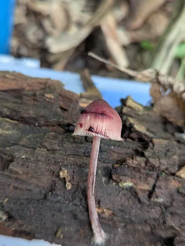 Bleeding Fairy Helmet (Mycena sp. 'haematopus-IN01')