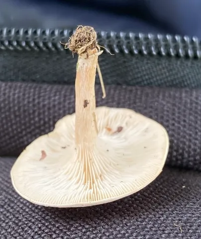 Fool's Funnel (Collybia 'rivulosa PNW07')