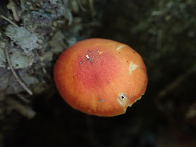 Bitter Waxcap (Hygrocybe mucronella)