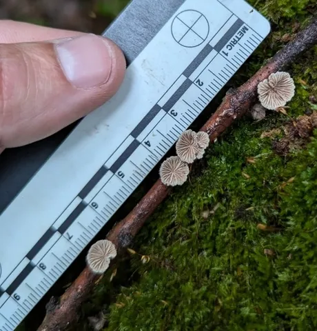 Splitgill Mushroom (Schizophyllum commune)