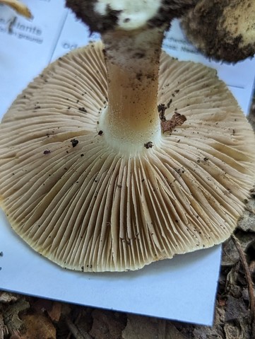 null (Inocybe sp-IN49)