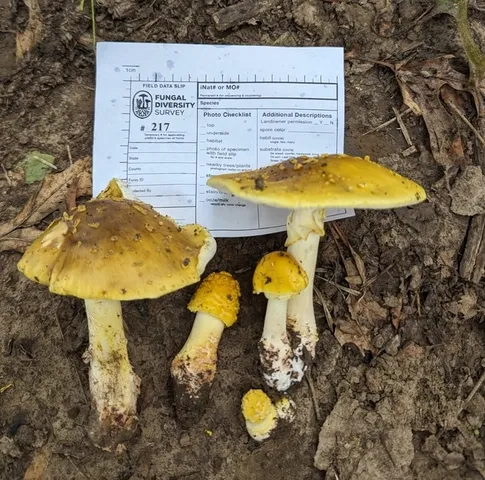 Yellow American Blusher (Amanita flavorubens)