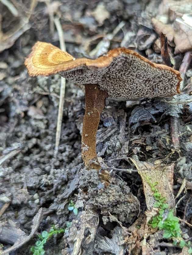 Form