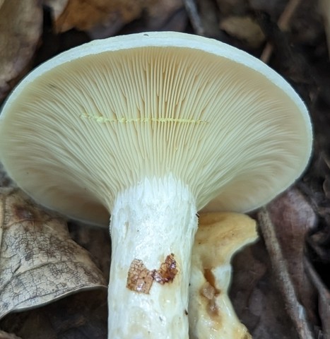 Yazoo Lactarius (Lactarius yazooensis-IN01)