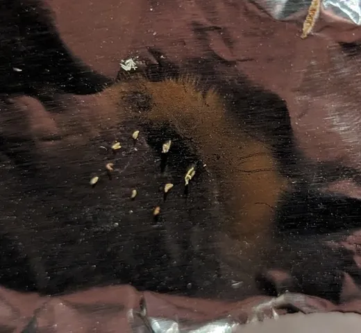 Pale Brittlestem (Candolleomyces candolleanus)