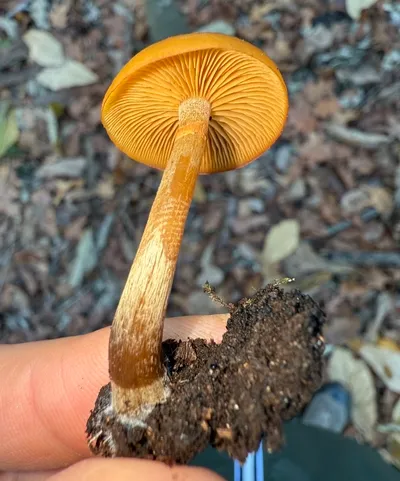 Galerina marginata