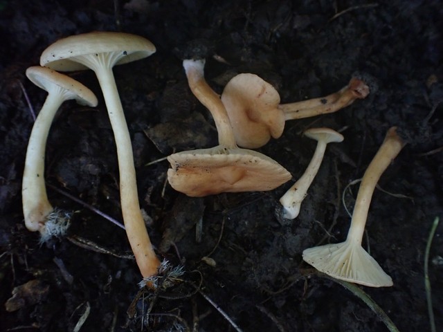 null (Lactarius subserifluus)