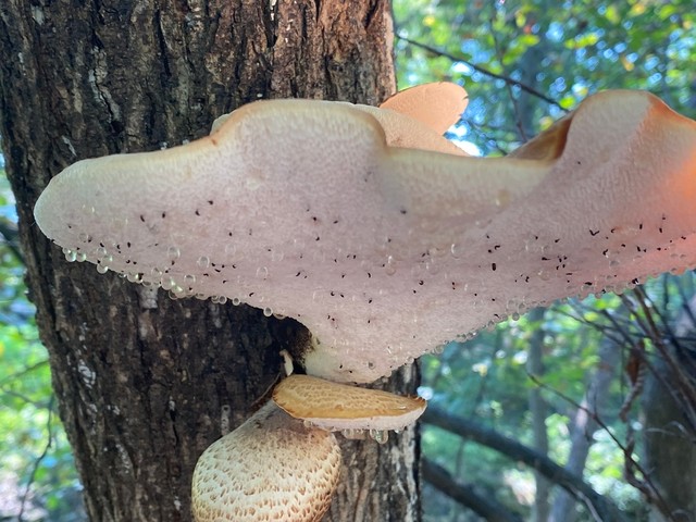 Dryad's Saddle (Cerioporus squamosus)