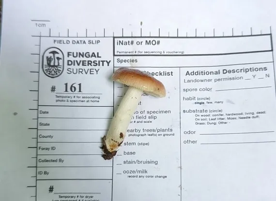 undefined (Russula sp-IN1)