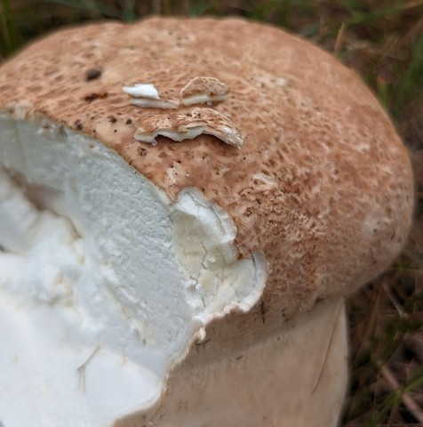 Purple-spored Puffball (Calvatia cyathiformis)