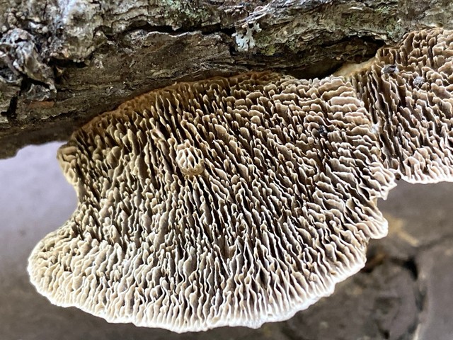 Thin-Walled Maze Polypore (Daedaleopsis confragosa)