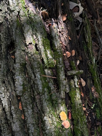 Saffron Oysterling (Crepidotus crocophyllus)