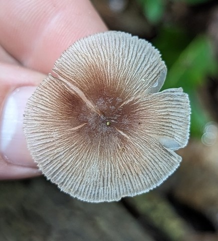 Pleated Pluteus (Pluteus longistriatus)