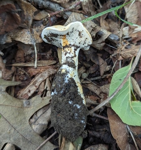 Slender Hedgehog (Hydnum subtilior)