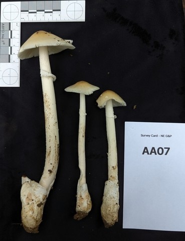 undefined (Amanita Sect. Caesareae sp.)