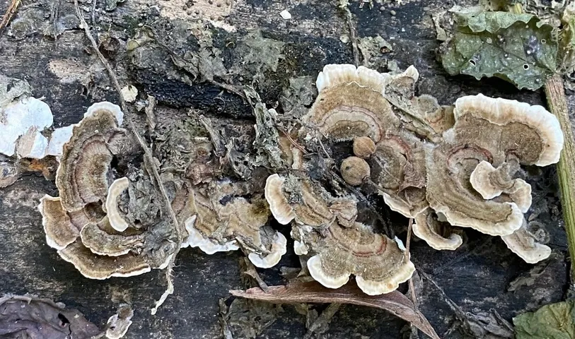 Turkey Tail (Trametes versicolor)