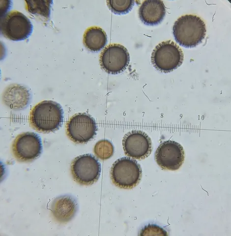 undefined (Elaphomyces dalemurphyi)