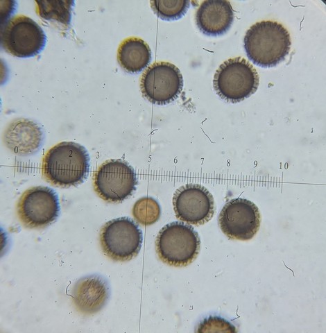undefined (Elaphomyces dalemurphyi)