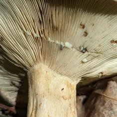 Clay-Gilled Milkcap