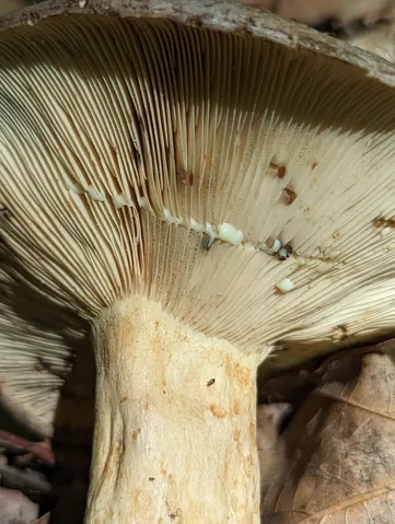 Lactarius argillaceifolius-IN02