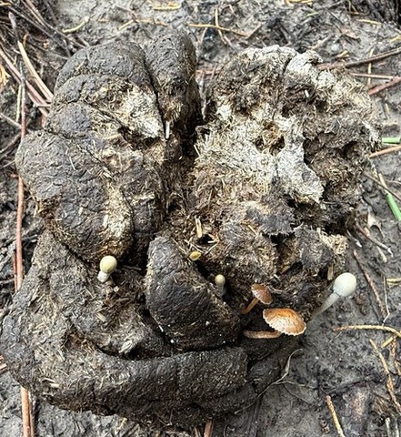 Dung-Loving Deconica (Deconica coprophila)