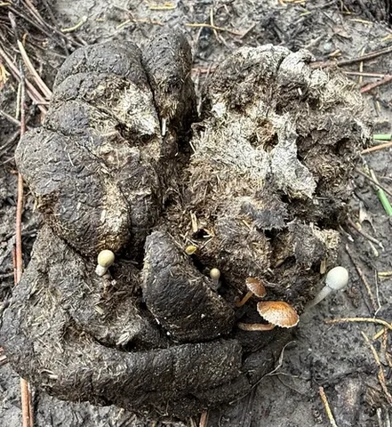 Dung-Loving Deconica (Deconica coprophila)