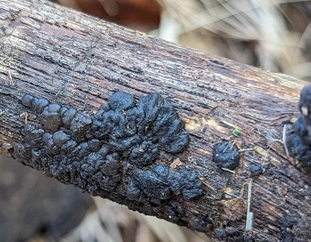 Black Witches' Butter (Exidia glandulosa)