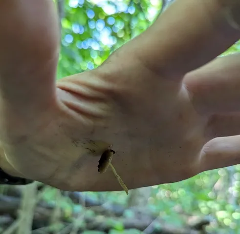 Viscid Bolbitius (Bolbitius viscosus)