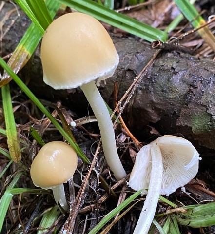 Pale Brittlestem (Candolleomyces candolleanus)