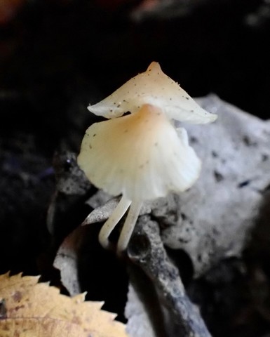 Eastern Tangerine Athena (Atheniella leptophylla)