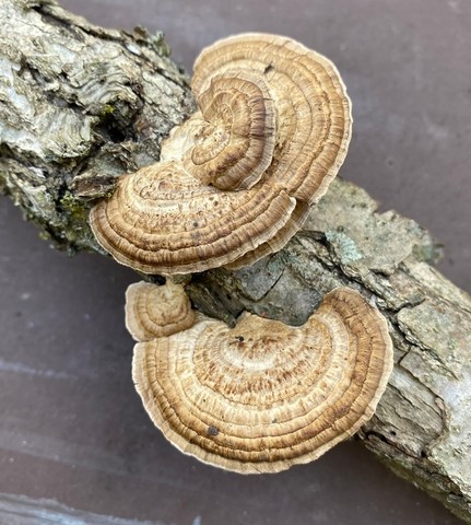 Thin-Walled Maze Polypore (Daedaleopsis confragosa)