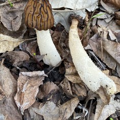 Half-Free Morel